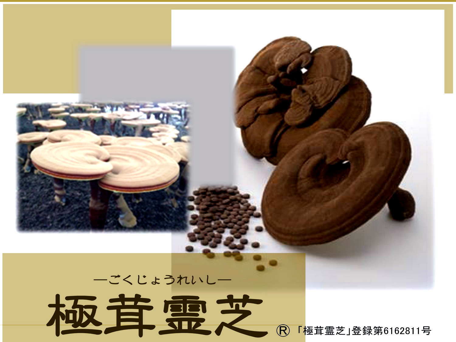 未病・生活習慣病・霊芝・黒高麗人蔘・漢方薬はキトキト本舗